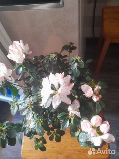 Азалия очень красивое растение