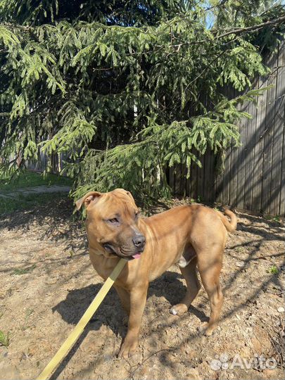 Вязка питбуль