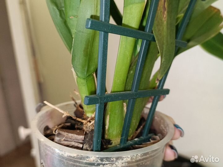 Орхидея камбрия