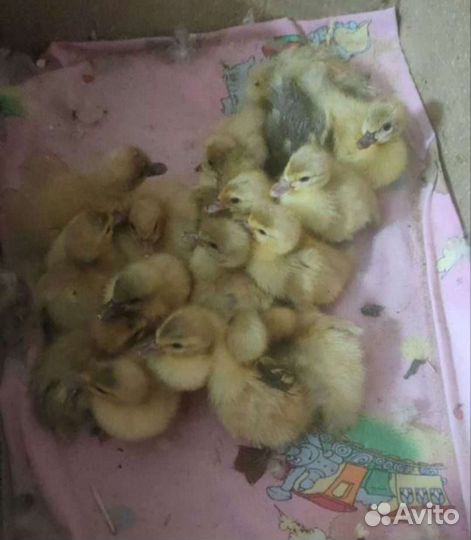 Индоутята лаванда