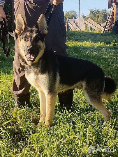 В добрые руки бесплатно