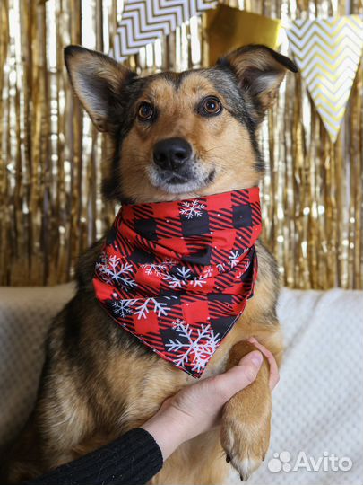 Ася ищет семью