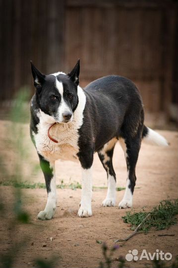 Боня (собачка в добрые руки)