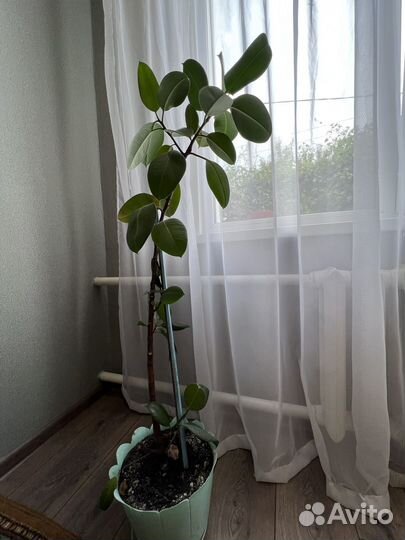 Комнатные цветы