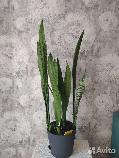 Сансевиерия