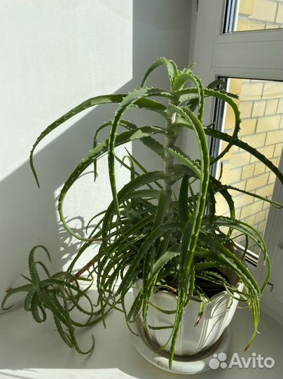 Комнатные цветы алоэ