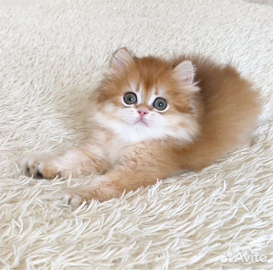 Очень ласковый мальчик