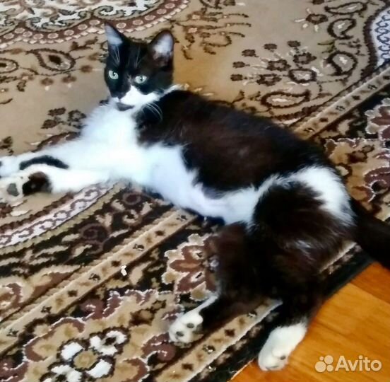 Милым Дружочком кошка Триша в Добрые руки)