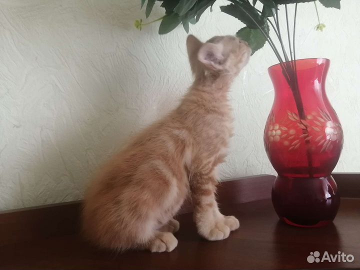 Котята курильский бобтейл