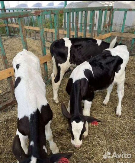 Бычки телята