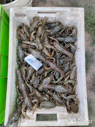 Волжский рак