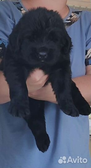 Ньюфаундленд