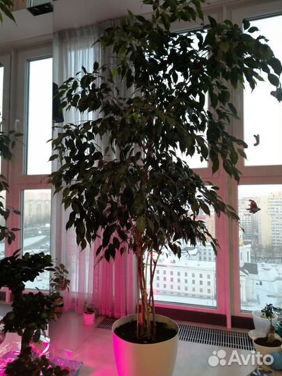 Цветы напольные (фикусы)