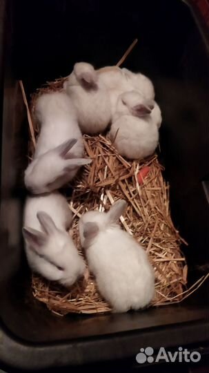 Кролики Калифорнийские от 1,5 месяца