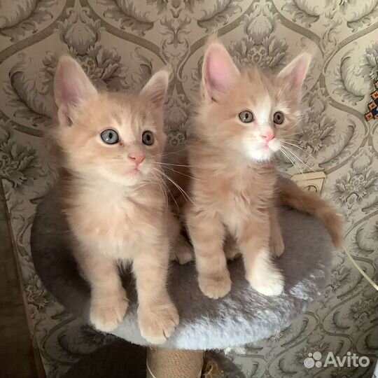 Кот мейн-кун вязка