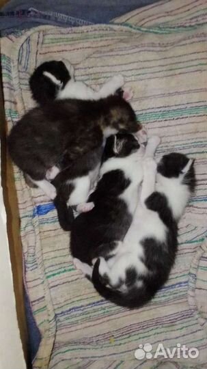 Сибирская кошка бесплатно