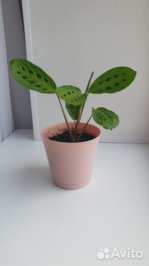 Маранта триколор