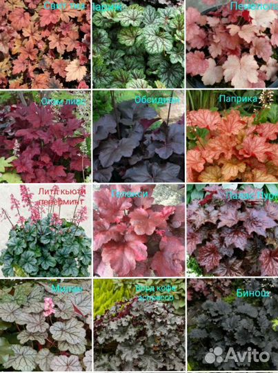 Гейхеры более 40 сортов