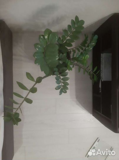 Замиокулькас