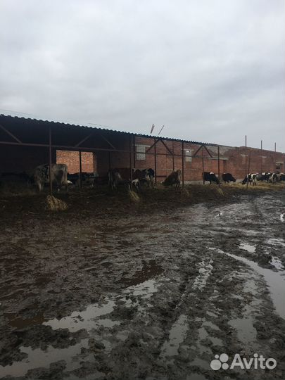 Ферма молочная