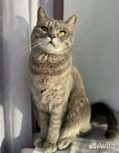 Корм для кошек Променад