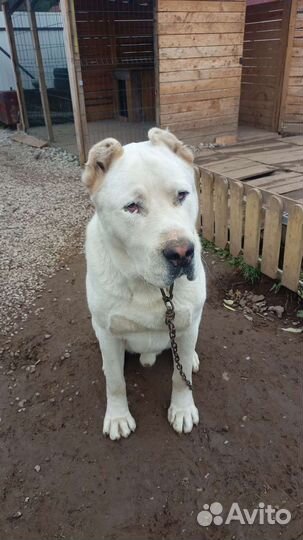 Вязка алабай