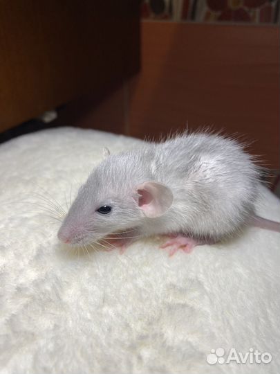 Крыса Русская голубая Дамбо с клеткоий и кормом