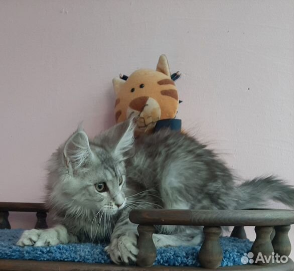 Котик ns22, шадет линии, полидакт 66/66