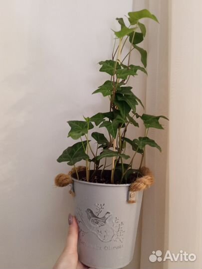 Плющ хедера