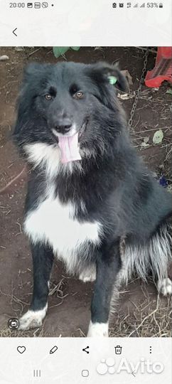 Кобель на охрану