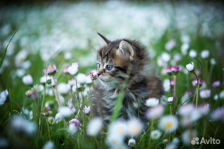 Сибирские котята