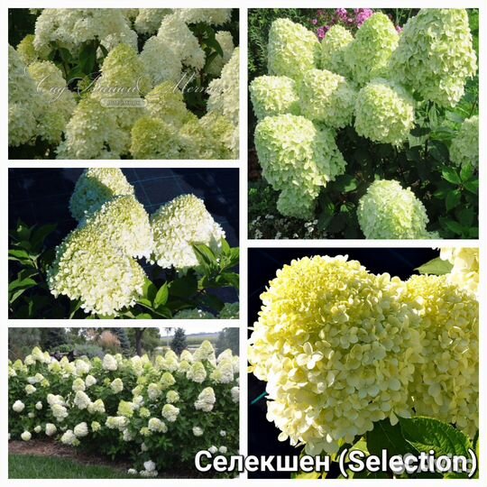 Сортовые метельчатые гортензии