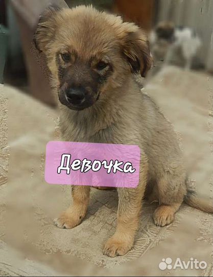 Щенки в добрые руки