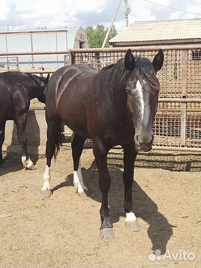 Жеребцы 2х летки