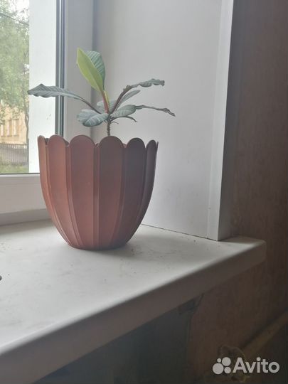 Комнатные растения