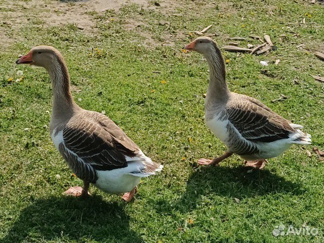 Яйцо гусиное, куриное для инкубации и еды