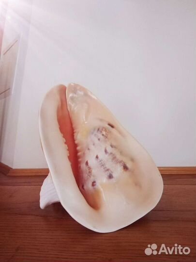 Большая морская раковина