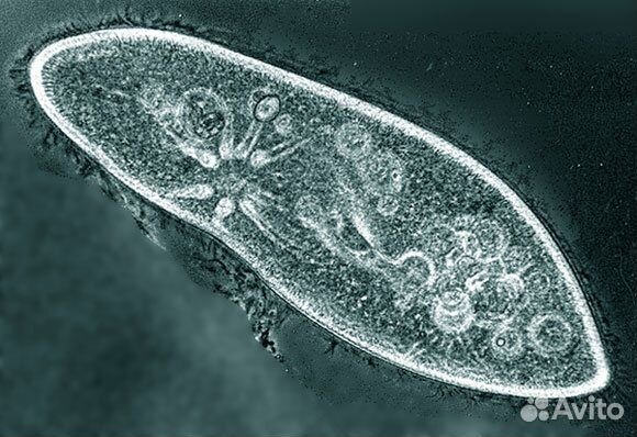 Инфузория для мальков(стартовый корм)