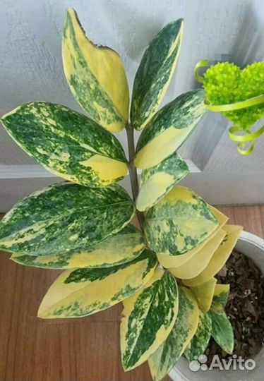 Замиокулткас Whipped cream