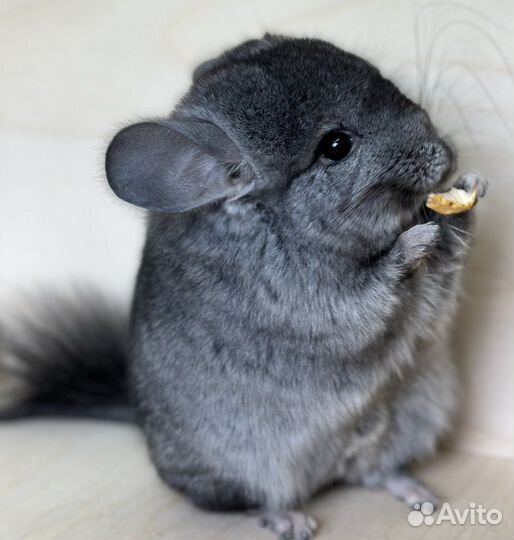 Шиншилла ангора мальчик 5 месяцев