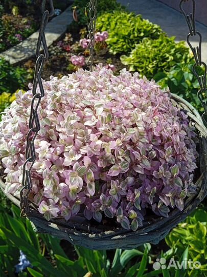 Каллизия розовая пантера