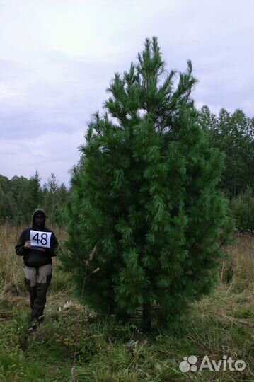 Кедр Сибирский, дерево-крупномер экстра, 3-5 м