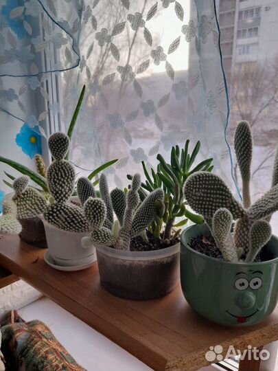 Кактус