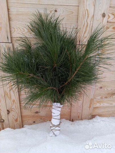 Веники хвойные