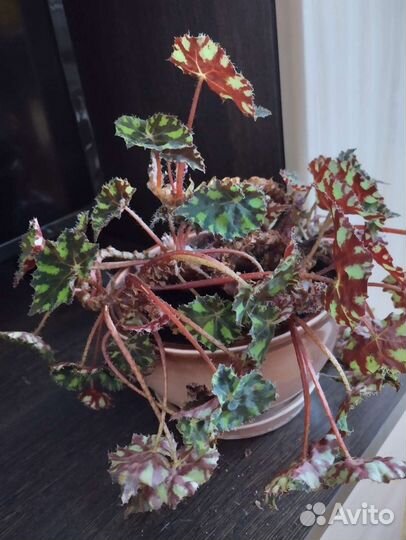 Тигровая бегония