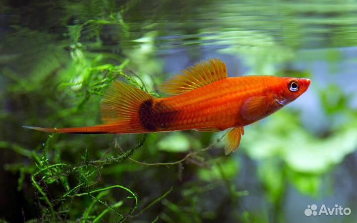 Аквариумные рыбки гуппи / тернеция glofish