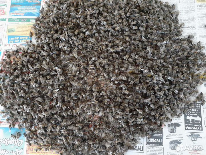 Пчелиный подмор