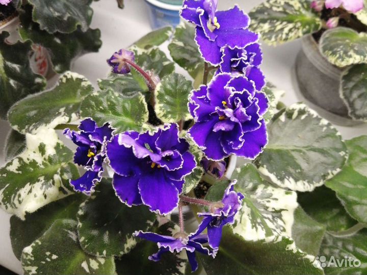 Детки, взрослые, листья