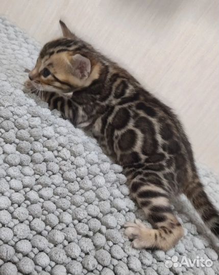 Бенгальские котята