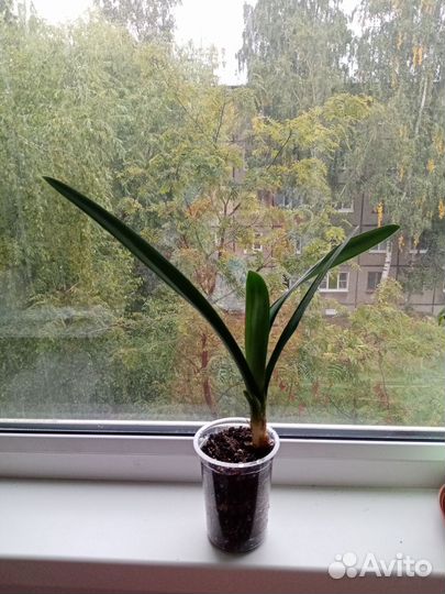 Комнатные цветы